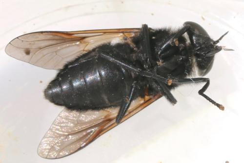 Dasyrhamphis sp.